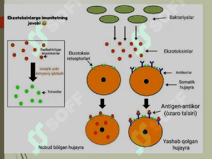 Tabiiy toksikantlar 7