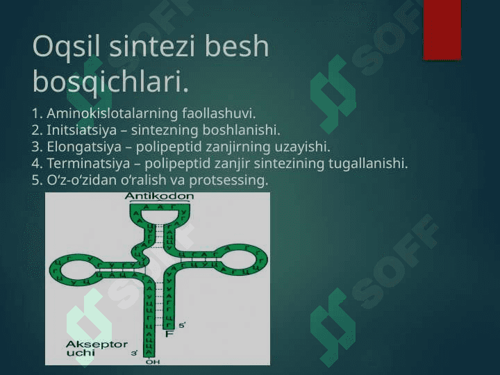Trаnslyasiyaning аsоsiy bоsqichlаri 3