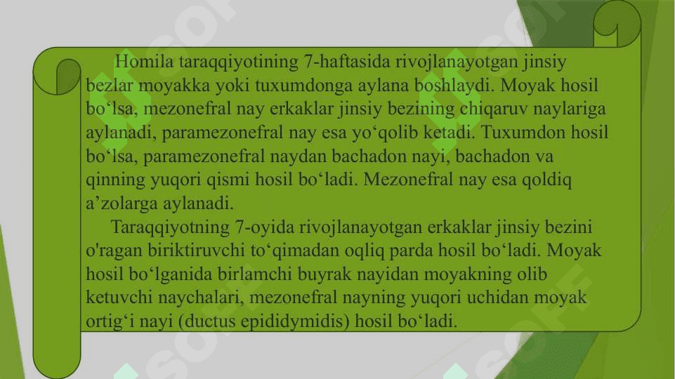 Jinsiy a'zolarning taraqqiyoti va anomaliyalari 3