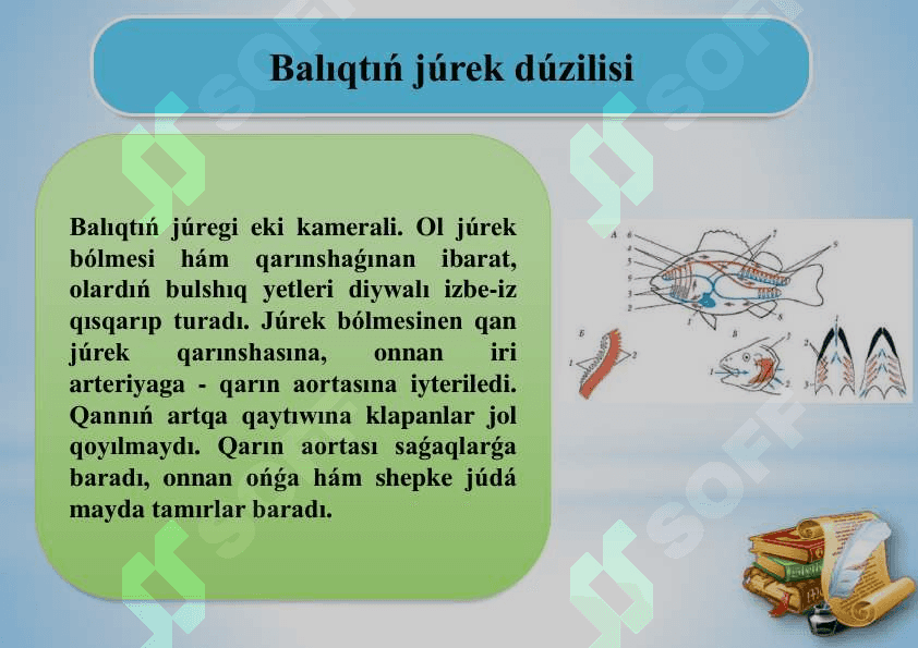 Balıqlardıń qan aylanıw sisteması.pdf 3