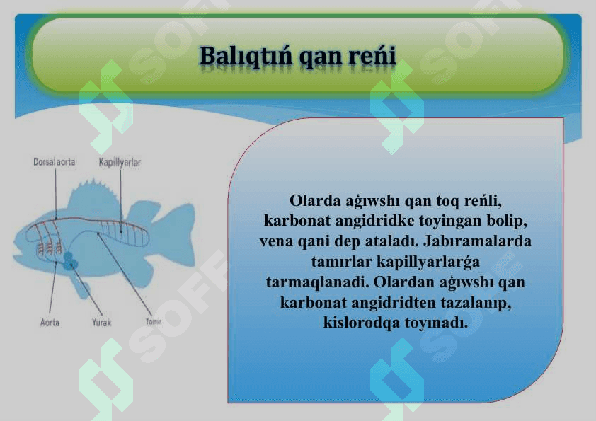 Balıqlardıń qan aylanıw sisteması.pdf 4