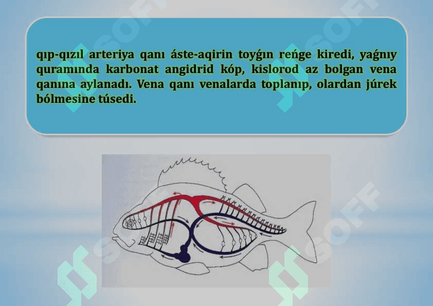 Balıqlardıń qan aylanıw sisteması.pdf 7