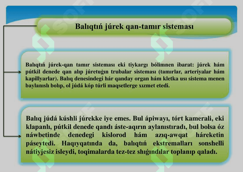 Balıqlardıń qan aylanıw sisteması.pdf 8