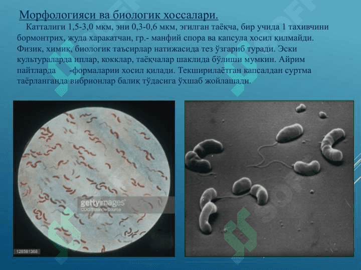 Vabo kasalligining qo’zg’atuvchisi 7