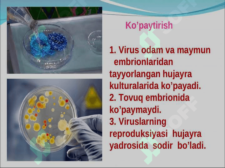 Suvchechak Ko’kyo’tal 5