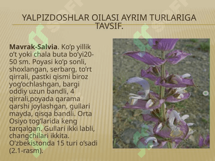 LIMONO'T-MELISSA OFFICINALIS O'SIMLIGI URUG'INING LABORATORIYA TAHLILI 8