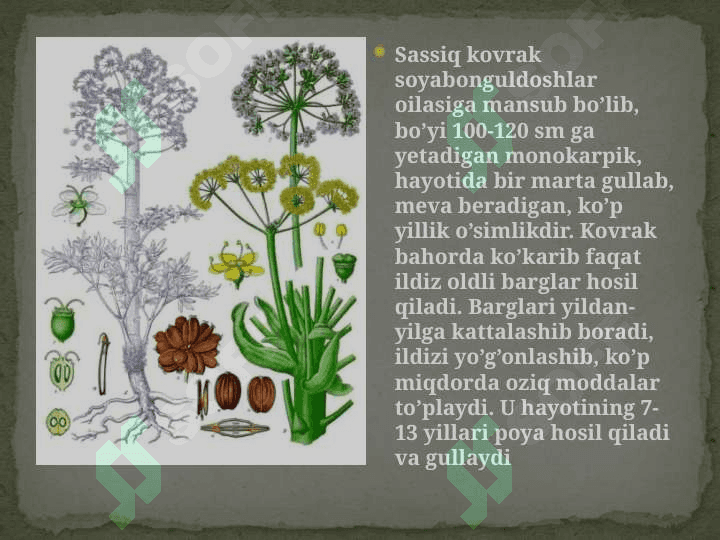 Sassiq kovrak – Ferulla foetida (bunge) regel o’simligi urug’lari laboratoriya tahlili 7