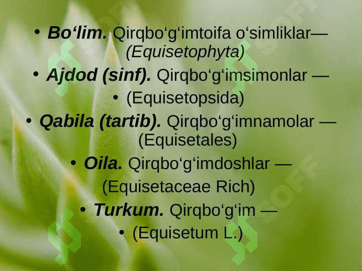 QIRQBO’G’IMTOIFA O’SIMLIKLAR (EQUISETOPHYTA) 3