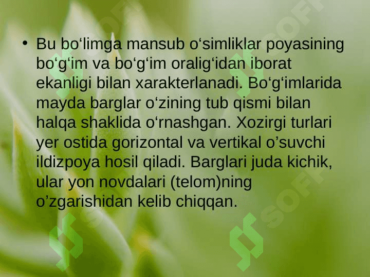 QIRQBO’G’IMTOIFA O’SIMLIKLAR (EQUISETOPHYTA) 4