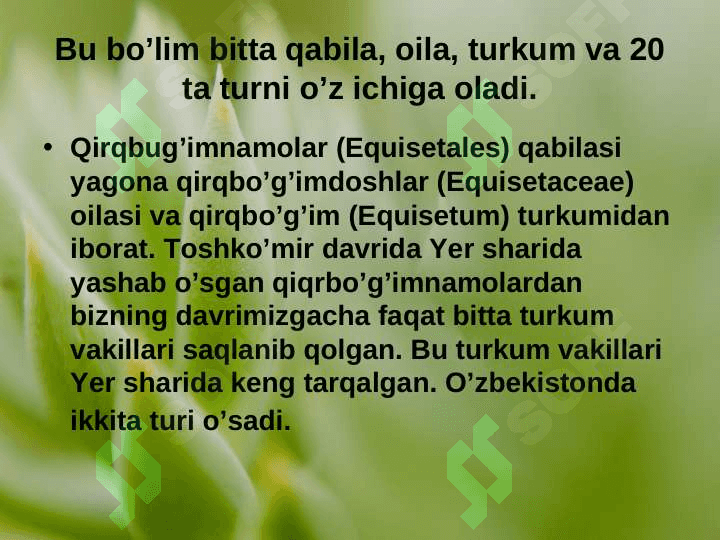 QIRQBO’G’IMTOIFA O’SIMLIKLAR (EQUISETOPHYTA) 6