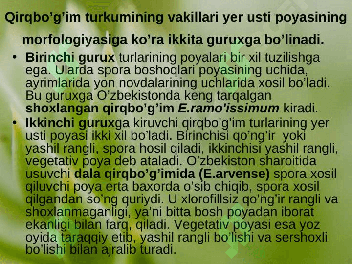 QIRQBO’G’IMTOIFA O’SIMLIKLAR (EQUISETOPHYTA) 8