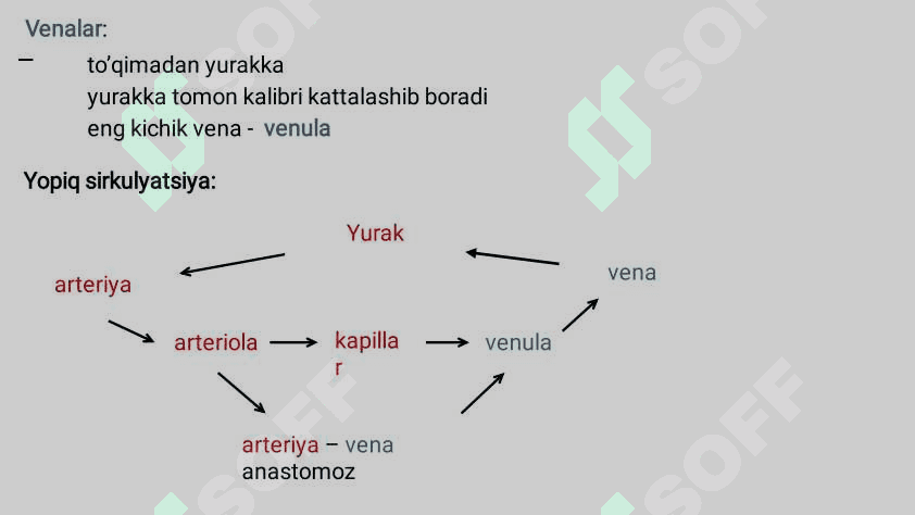 Yurak qon-tomir sistemasi gistalogiyasi 3