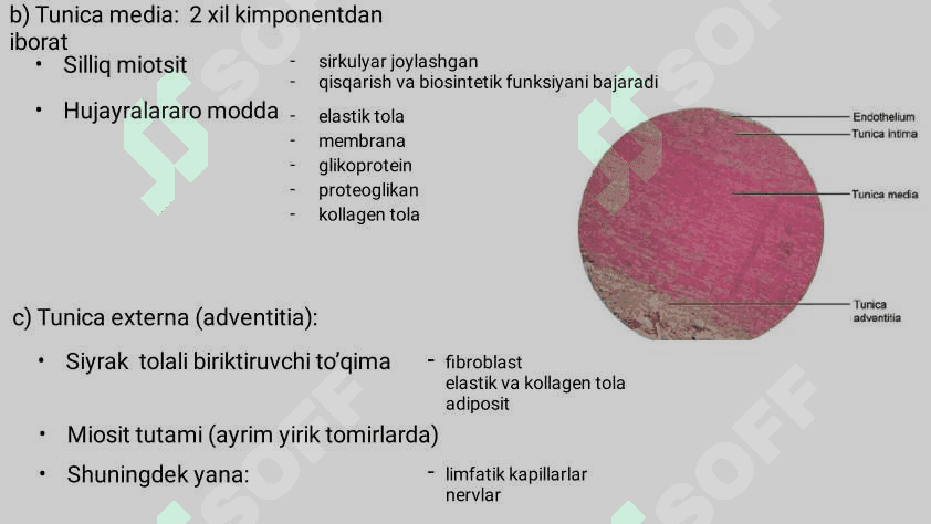 Yurak qon-tomir sistemasi gistalogiyasi 5