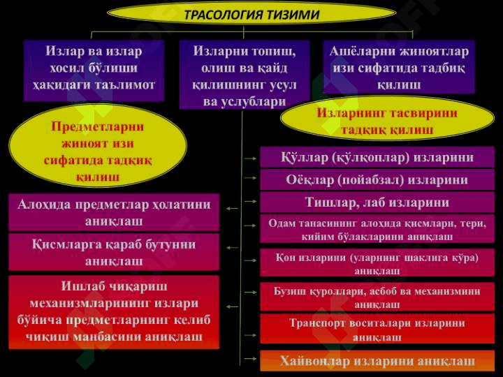 КРИМИНАЛИСТИК ТРАСОЛОГИЯ 8