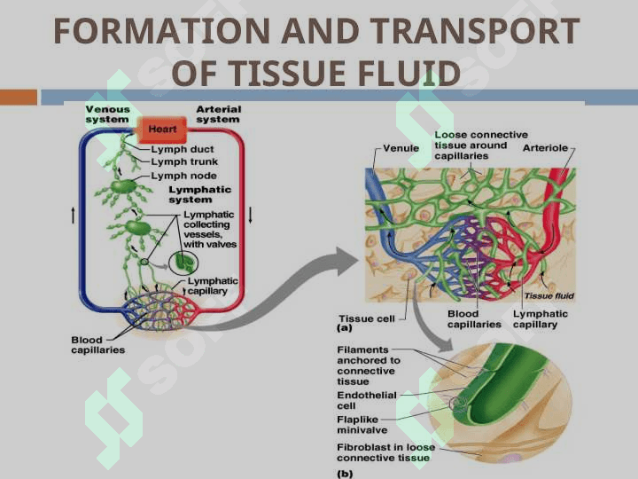 LYMPHATIC SYSTEM 3