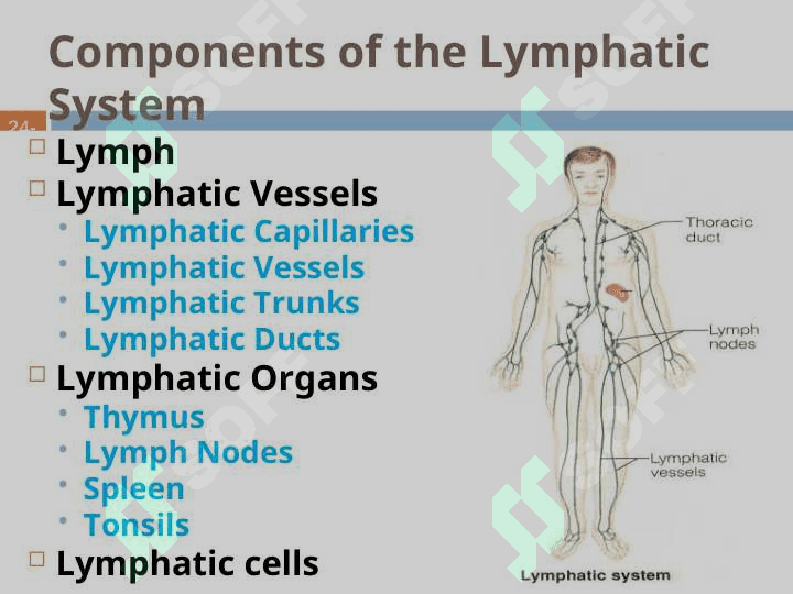 LYMPHATIC SYSTEM 6