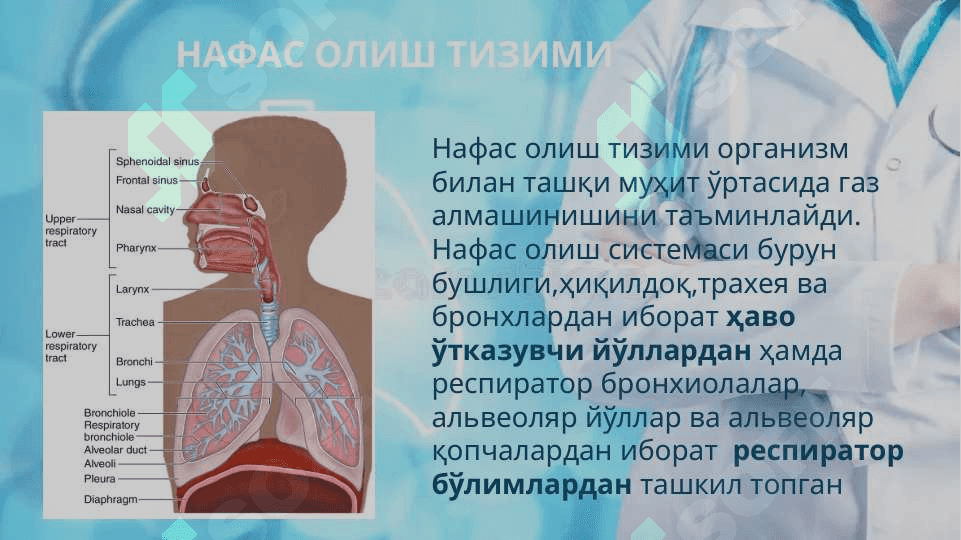 Nafas olish sistemasi tuzilishi 3