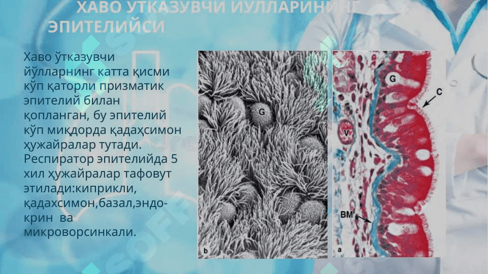 Nafas olish sistemasi tuzilishi 4