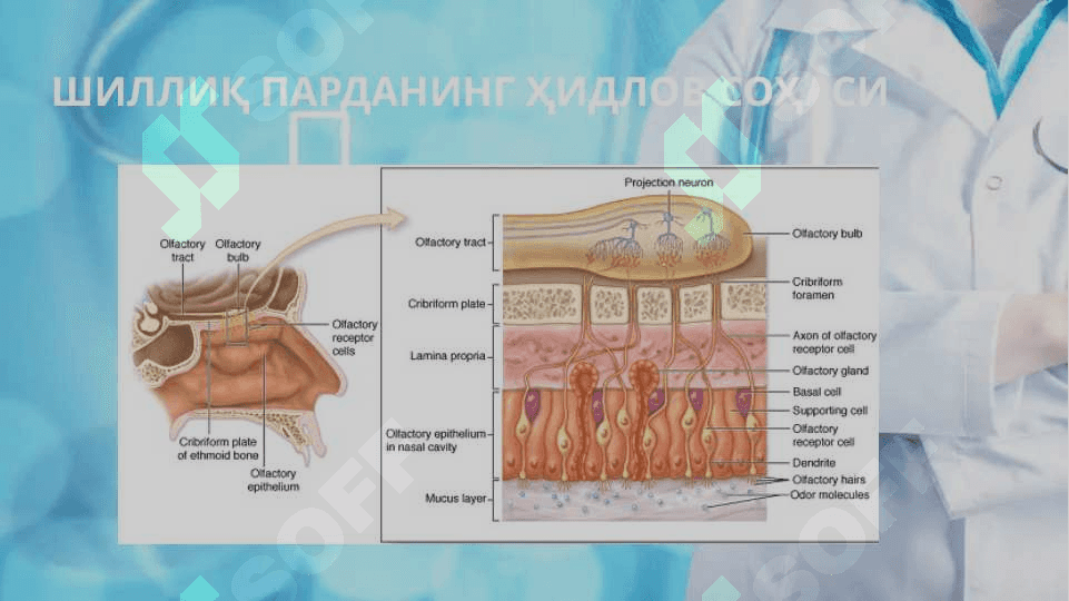 Nafas olish sistemasi tuzilishi 5
