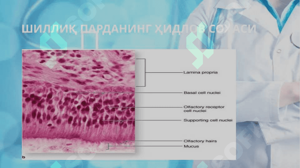 Nafas olish sistemasi tuzilishi 6