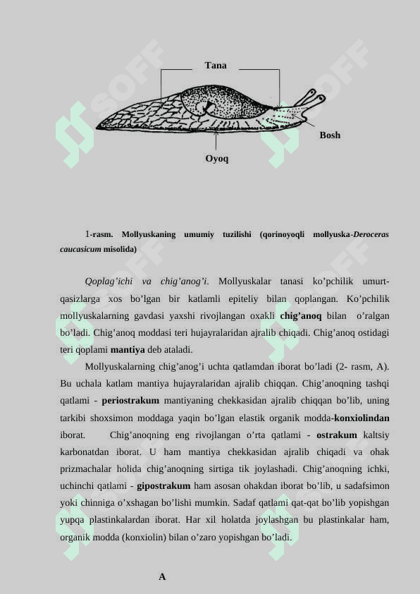 Mollyuskalar tipining umumiy tavsifi va ularning sistematikasi 3