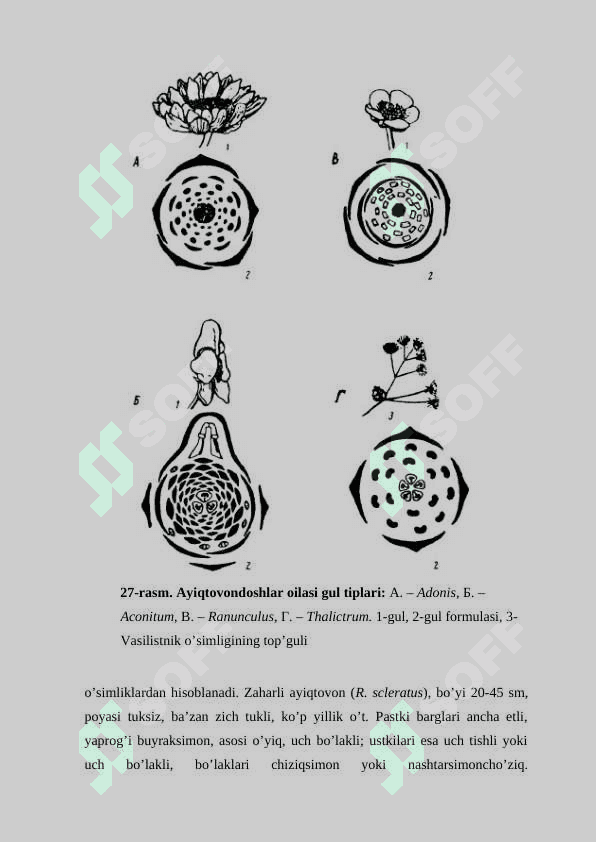 Ayiqtovonkabilar kichik ajdodi 7