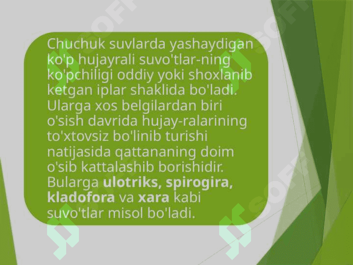 KO'P HUJAYRALI YASHIL SUVO'TLAR 3