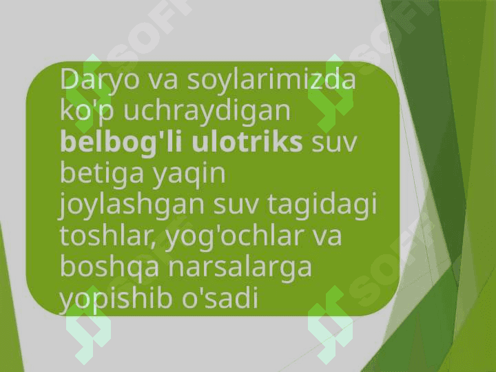 KO'P HUJAYRALI YASHIL SUVO'TLAR 5