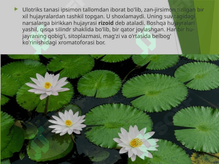 KO'P HUJAYRALI YASHIL SUVO'TLAR 7