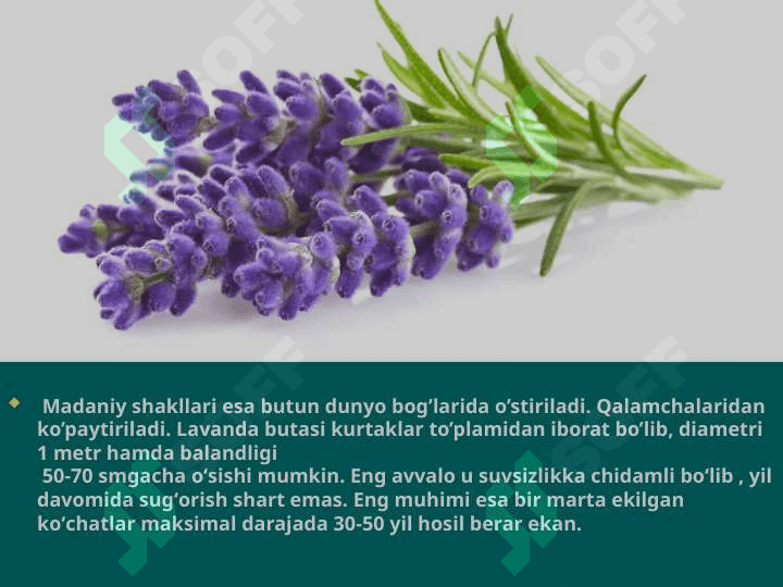 LAVANDA  (Lavandula Officinalis L) 4