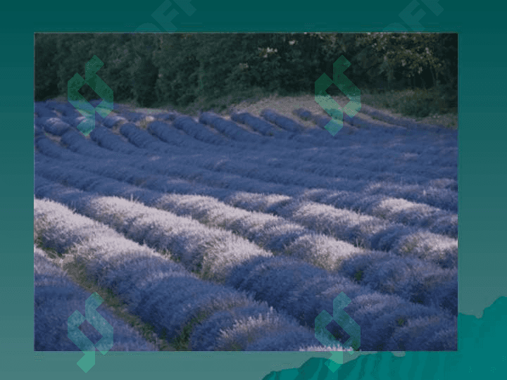 LAVANDA  (Lavandula Officinalis L) 5