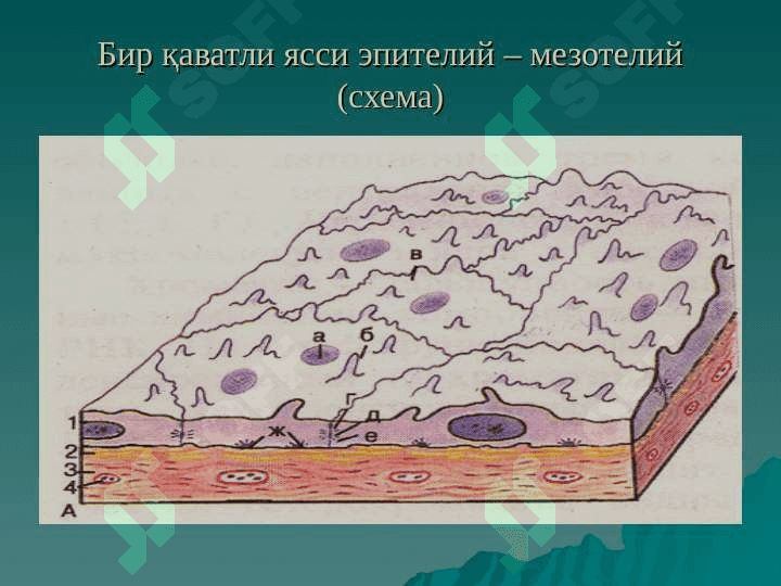 ЭПИТЕЛИЙ ТЎҚИМАСИ 2