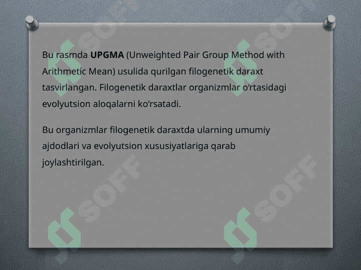 Filogenetik daraxt biologiya 8