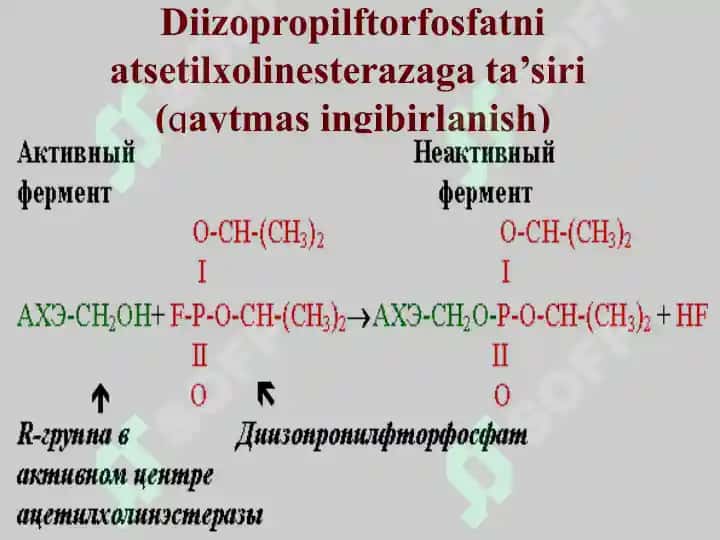 Fermentlar faolligini boshqarilishi 6