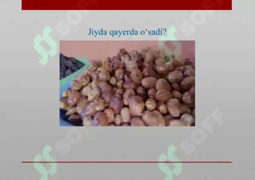 Jiydanamolar oilas 3