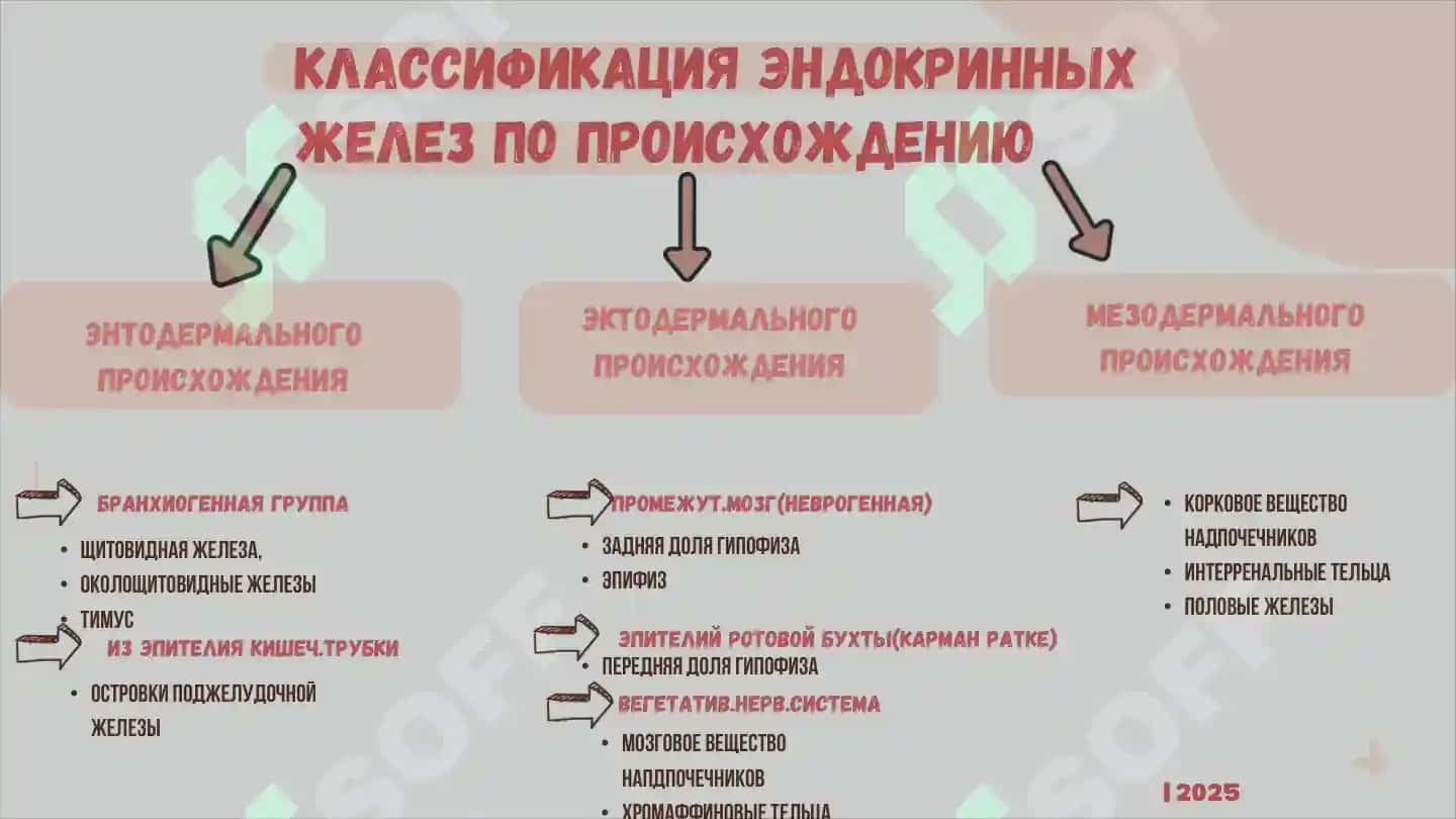 ЭНДОКРИННАЯ СИСТЕМА 2