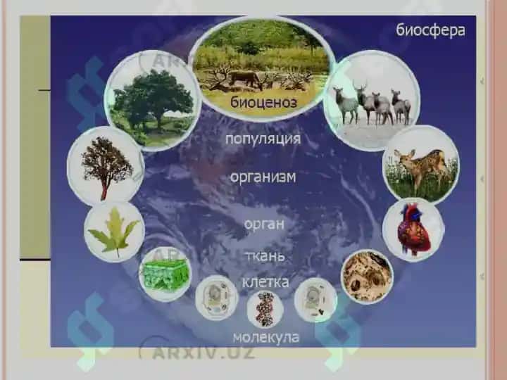 Insan ekologiyasi 3