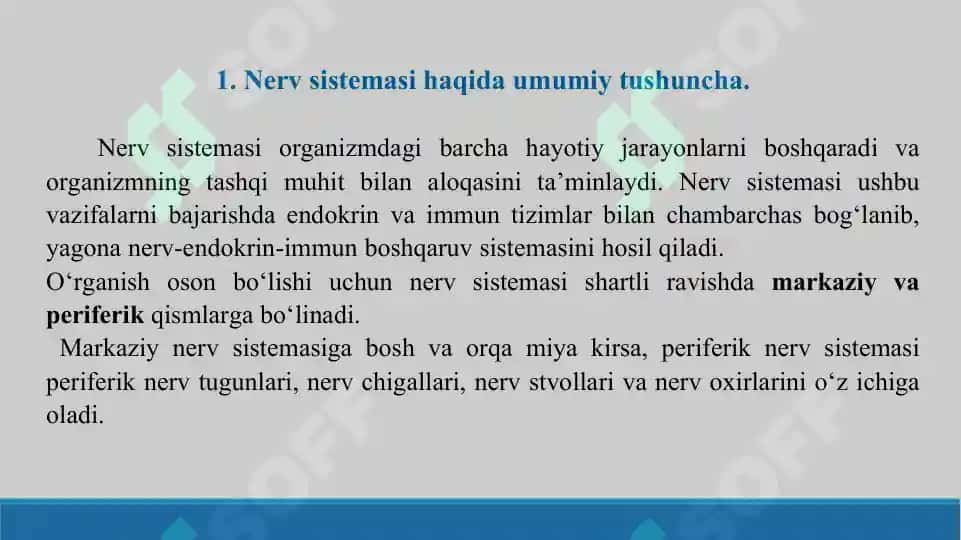 Nerv sistemasi. Taqdimot 38 bet. 3