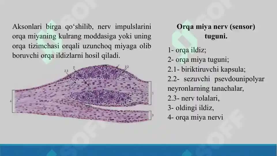 Nerv sistemasi. Taqdimot 38 bet. 7