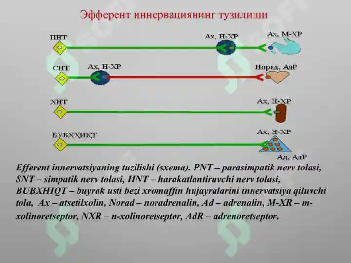 n xolinoretseptorlar 3