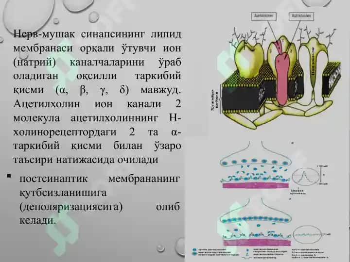 n xolinoretseptorlar 5