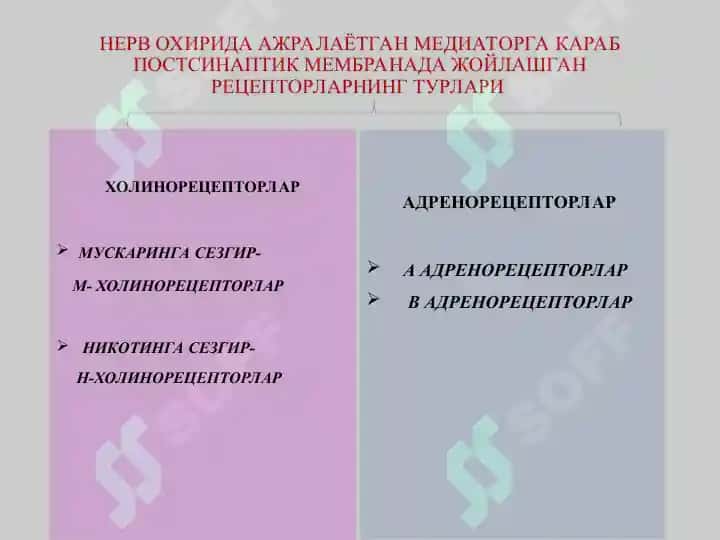 n xolinoretseptorlar 7