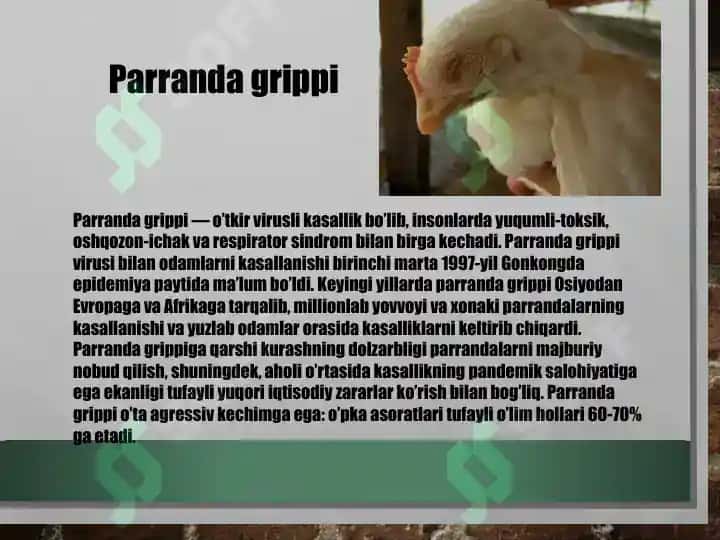 Parranda va Cho'chqa grip grippi 3