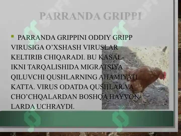 Parranda va Cho'chqa grip grippi 4