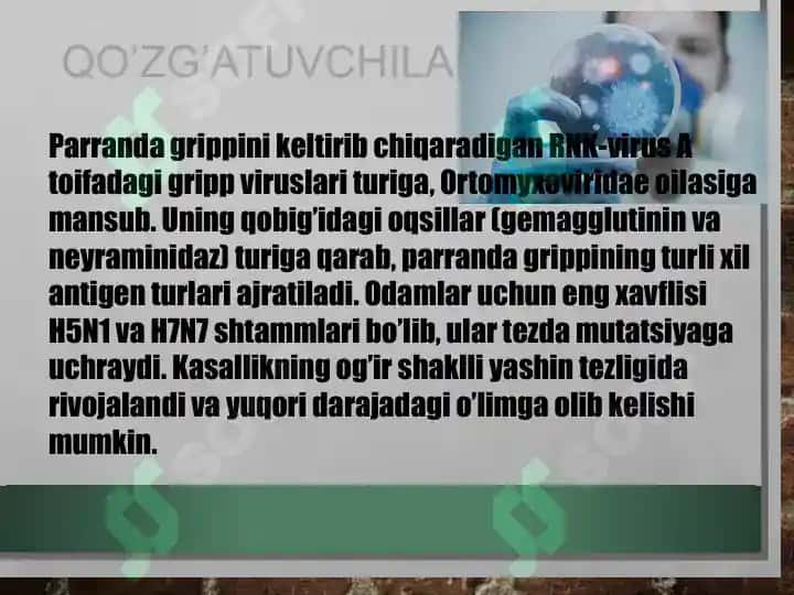 Parranda va Cho'chqa grip grippi 5