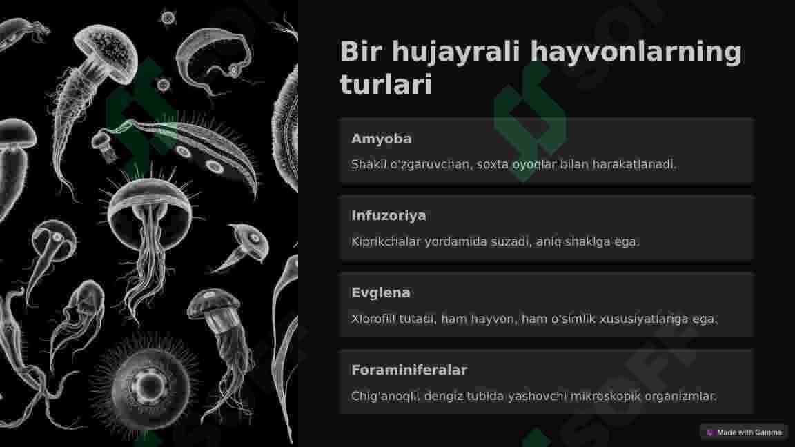 Bir hujayrali hayvonlar 3