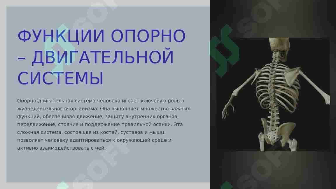 ФУНКЦИИ ОПОРНО – ДВИГАТЕЛЬНОЙ СИСТЕМЫ.