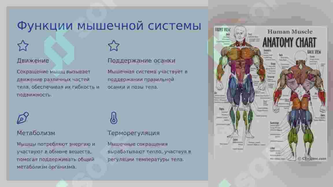 ФУНКЦИИ ОПОРНО – ДВИГАТЕЛЬНОЙ СИСТЕМЫ. 6