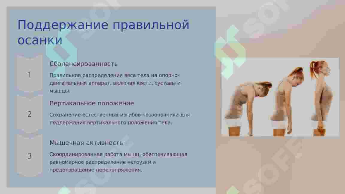 ФУНКЦИИ ОПОРНО – ДВИГАТЕЛЬНОЙ СИСТЕМЫ. 7