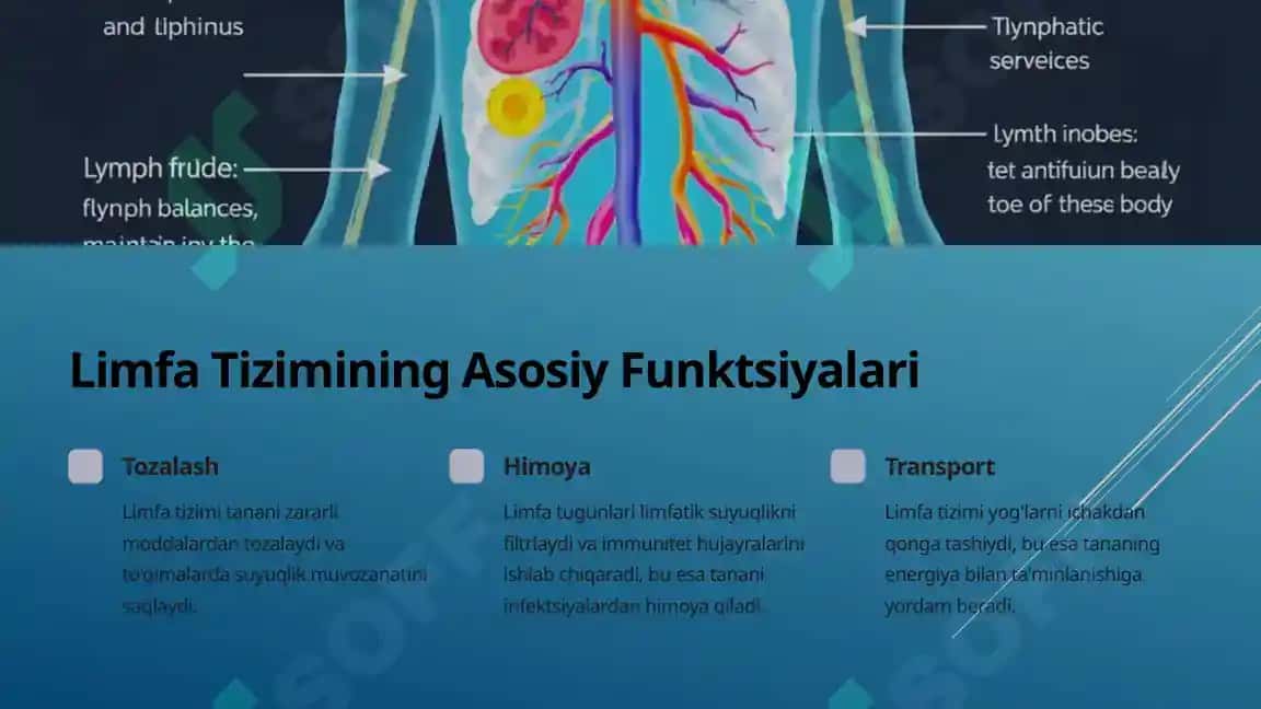 Limfa Tizimi Tananing Himoya Qal'asi 3